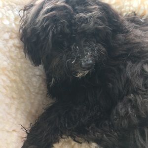 Meet your Posher, Sue